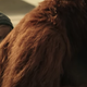 Image: Screenshot from the trailer for War for the Planet of the Apes, Fox